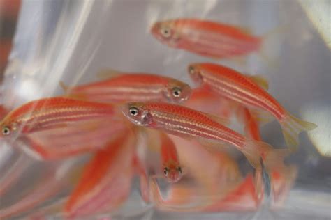 易養淡水魚|【新手養魚點揀好】金魚街老闆介紹 5種易養淡水觀賞魚